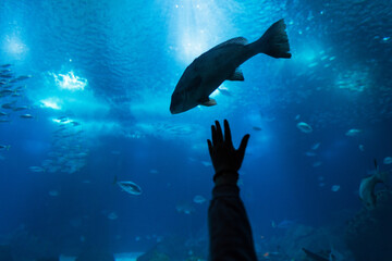 Amazing underwater world with fish and human hand. Oceanarium. Wild life and water