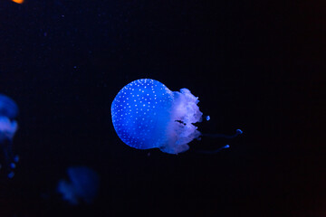 Beautiful amazing glowing blue jellyfish floating in deep water