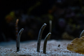 Congridae sea eels at the bottom of the ocean in the sand. Oceanarium