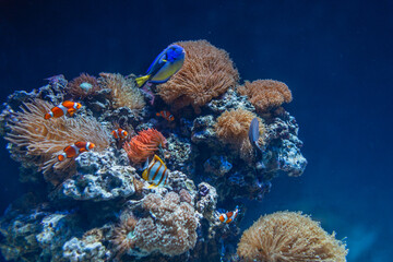 Amazing underwater world with coral reefs, colorful fish and vegetation deep in the sea. Wildlife...
