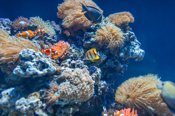 Fototapeta na wymiar Amazingly beautiful underwater world with corals, exotic colored fish swimming in the depths.