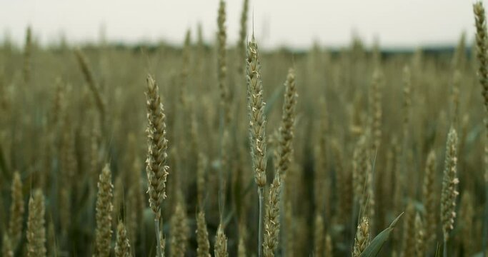 Young green wheat on agricultural field on wind. Embargo and sanction for export of grain and food, Food security