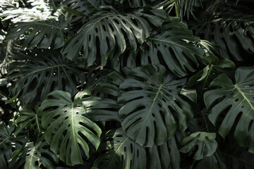 Fototapeta na wymiar Tropical palm leaves in jungle forests. Beautiful green palm leaf pattern
