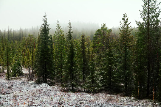The first snow in the northern coniferous forest. Foggy mild weather during the transition from autumn to winter