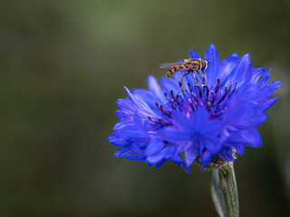 Hoverfly collecting pollen from a blue cornflower wild flower