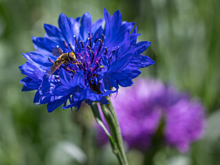 Hoverfly collecting pollen from a blue cornflower wild flower