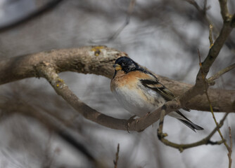 Brambling (Fringilla montifringilla) in springtime sun