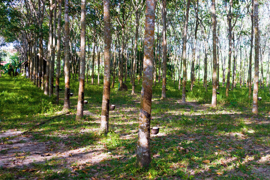 Rubber crop, caoutchouc tree grove (plantation). Purple pea, Seringa (Hevea brasiliensis) and production of rubber in Thailand