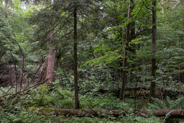 Obraz premium Summertime wet mixed forest with broken dead trees