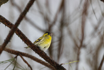  Eurasian siskin (Spinus spinus) in sunlight