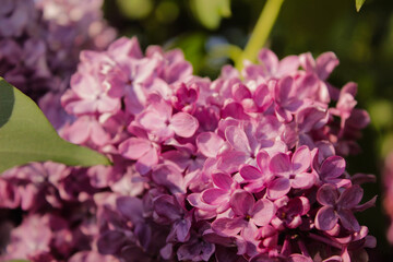 beautiful lilac flowers branch on a green background, natural spring background, soft selective focus. High quality photo