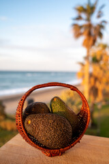 Cultivation of hass avocado fruits in Europe, new harvest of avocado in Malaga region, Andalusia, Spain and sea on background