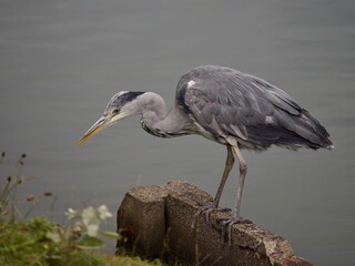 Grey Heron