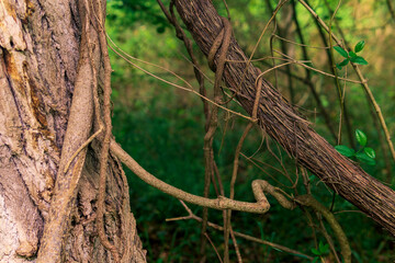 stems of climbing and creeping plants in a subtropical forest close-up
