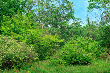 Fototapeta premium forest landscape, subtropical deciduous forest of the Hyrcanian type in the Caspian lowland
