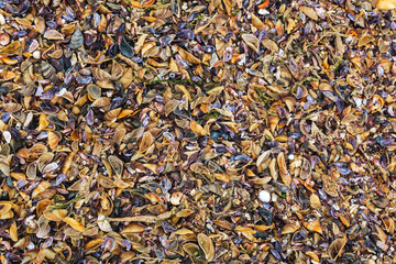 surface of the beach from numerous seashells on the shore of the Caspian Sea