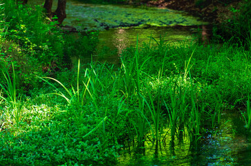 quiet shady forest river with swampy banks