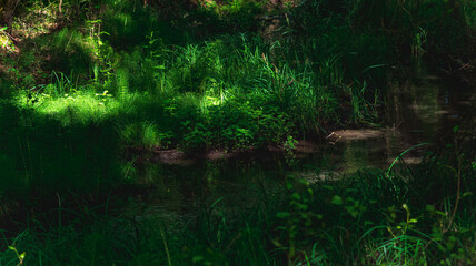 small shady forest river with grassy banks and sun glare