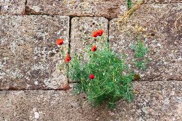 wall of an old castle with poppy flowers growing in the cracks of the masonry