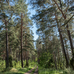 Obraz premium A wide sandy road overgrown with green grass leads through a summer pine forest. Walk in nature, meditation, travel