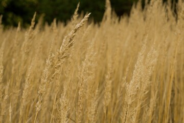 Inflorescences of grass lat. Calamagrostis epigejos form a monochrome straw background. Forest in the background. Selective focus wallpaper. The concept of autumn, silence, tranquility