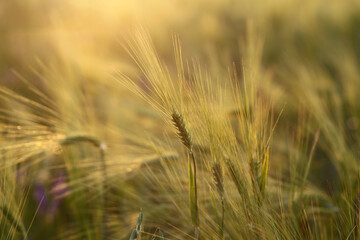 Golden Ukrainian ears of wheat in a soft evening sunlight.