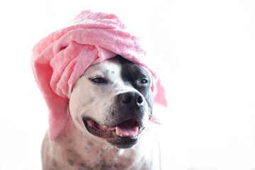 A dog in a bath towel or a hat. Funny American stafford
