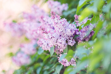 background with delicate purple lilac, in a summer garden in daylight.