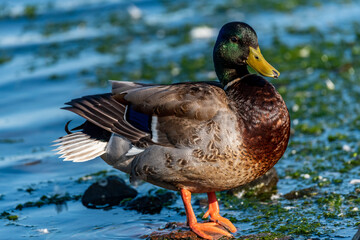 Wood Duck resting in its evening break!