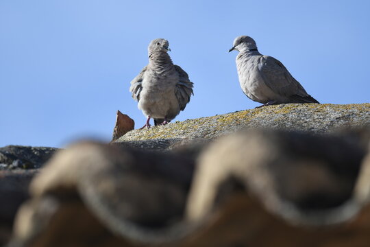 pareja de tortolas turcas