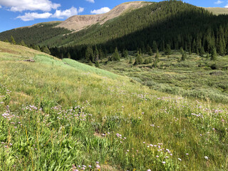 alpine meadow in summer