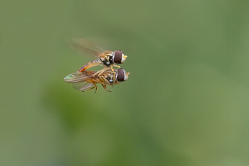 Hover Fly (Eupeodes spp.) mating in flight