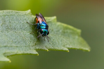 Cuckoo wasp or emerald wasp (Pseudomalus auratus)
