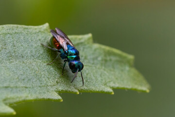 Cuckoo wasp or emerald wasp (Pseudomalus auratus)