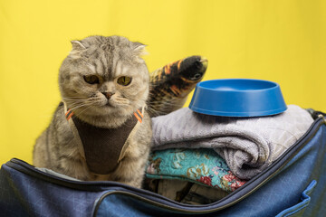 Sad cute cat sitting in a suitcase asks for a vacation with his owner. Take me on vacation with you.