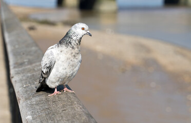 White and grey pigeon sitting on a wooden handrail looking out into the sea