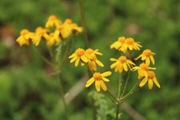 yellow flowers in the grass