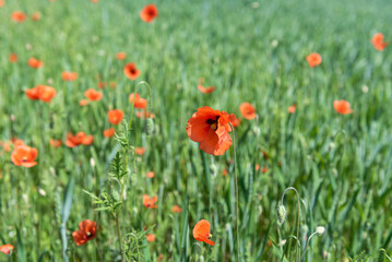 Fototapeta na wymiar Beautiful field of red poppies in summer day, Latvia. Selective focus.