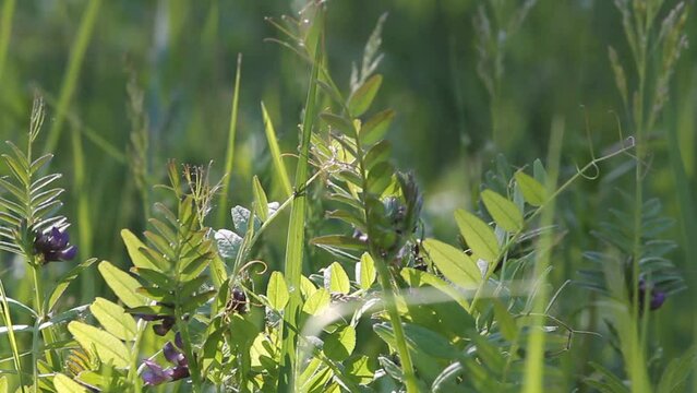 Green foliage of bush vetch (Vicia sepium) plant and green grass in summer meadow
