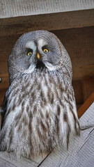 Great Gray Owl face and feather dress in Bielefeld Germany