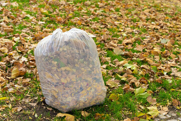 White bag full of collected autumn leaves.