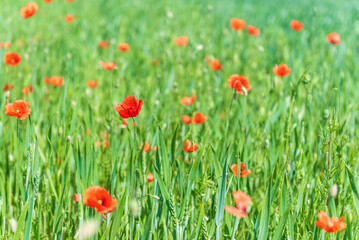 Beautiful field of red poppies in summer day, Latvia. Selective focus.