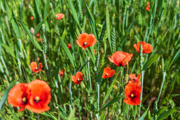 Beautiful field of red poppies in summer day, Latvia. Selective focus.