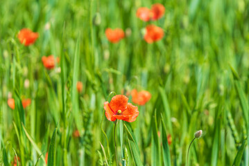 Beautiful field of red poppies in summer day, Latvia. Selective focus.