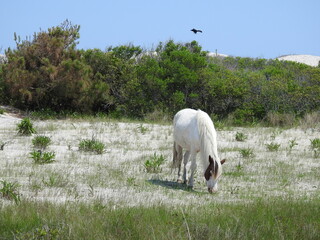 Wild horse grazing on the dune grasses that grow on Assateague Island, in Worcester County, Maryland.