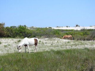 Wild horses grazing on the dune grass growing on Assateague Island, in Worcester County, Maryland.