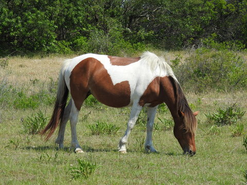 A wild horse feeding on the green grasses that grow on Assateague Island, in Worcester County, Maryland.