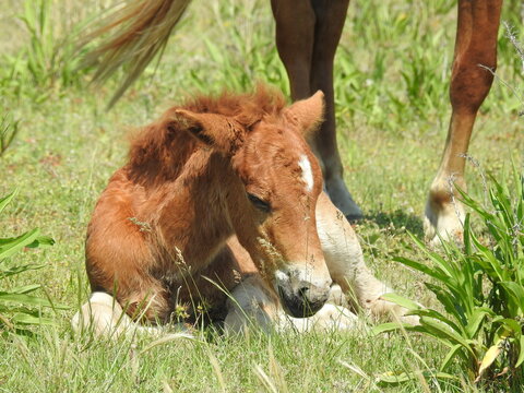 A baby wild horse, young foal resting in the cool grass, on a warm summer's day, on Assateague Island, in Worcester County, Maryland.