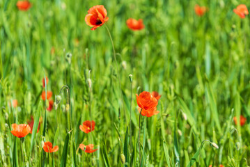 Beautiful field of red poppies in summer day, Latvia. Selective focus.