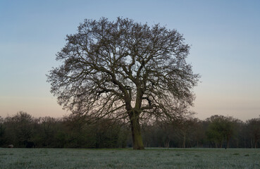 Lone bare branched tree in a field on a frosty spring morning